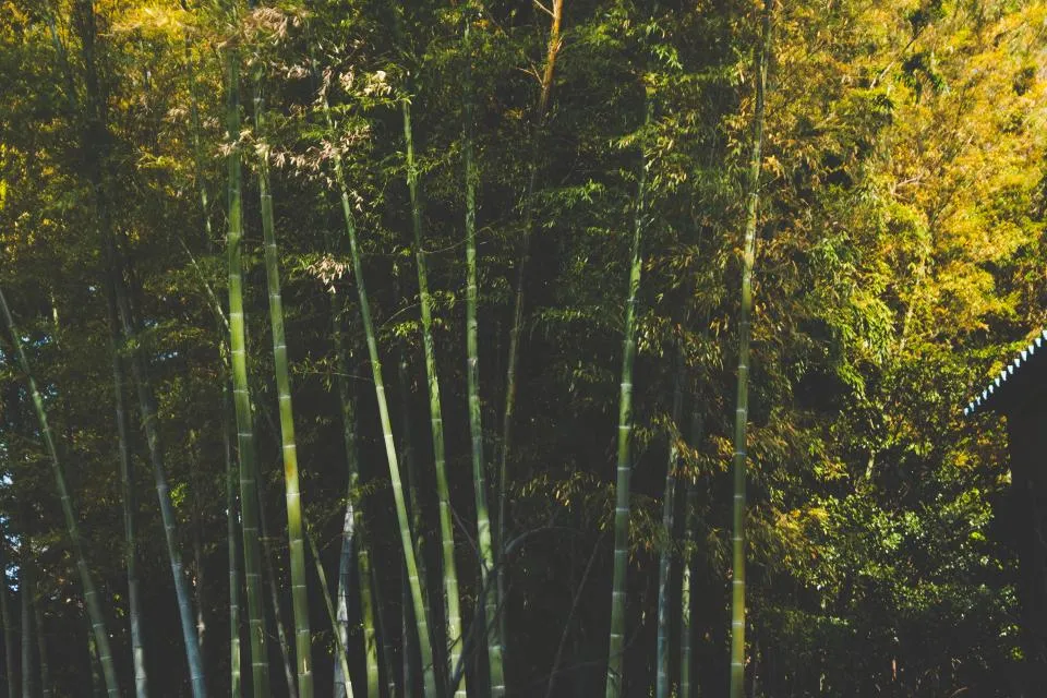 Sunlight falling on a dense stand of bamboo