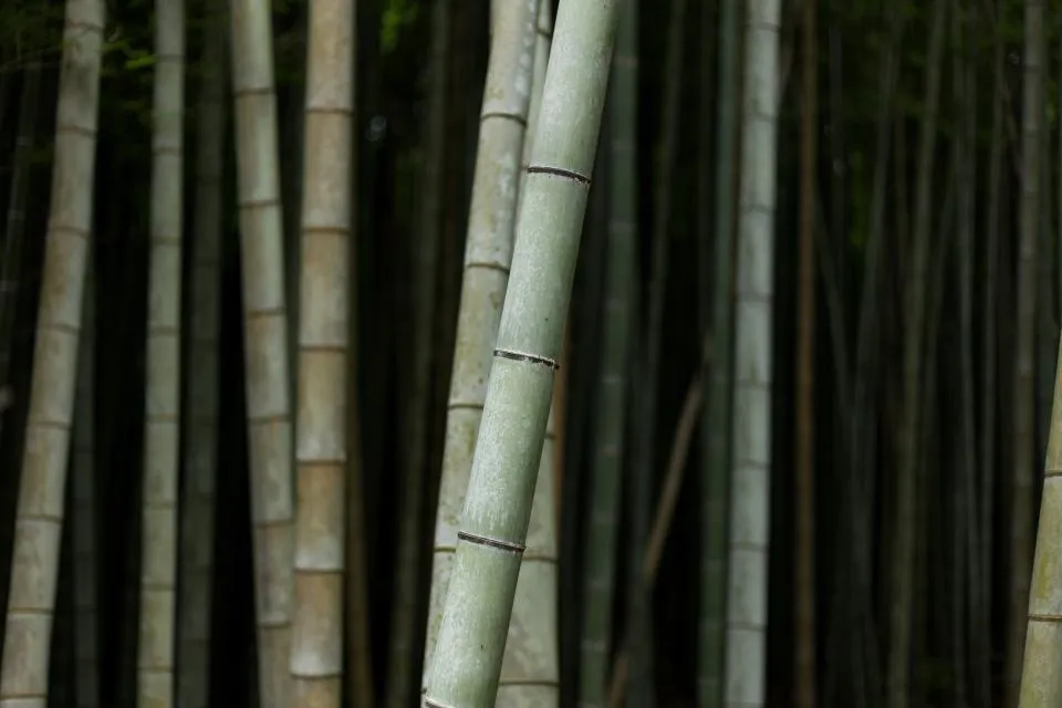 Tall green bamboo culms standing close together in a shaded grove